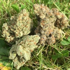 G 13