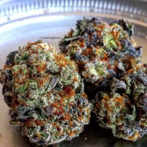 Alien Dawg