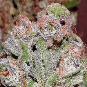 Bubba Kush